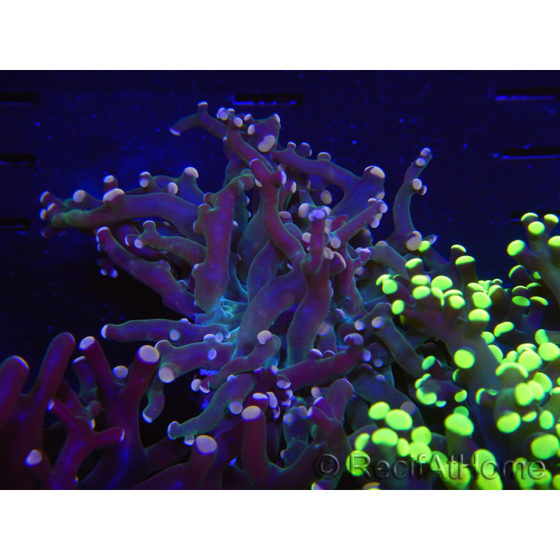 WYSIWYG Euphyllia paradivisa (Recifathome Breeding) 10A5