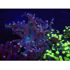 WYSIWYG Euphyllia paradivisa (Allevamento Recifathome) 10A5