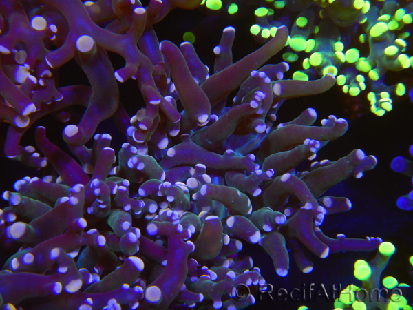 WYSIWYG Euphyllia paradivisa (Elevage Recifathome) 23C2