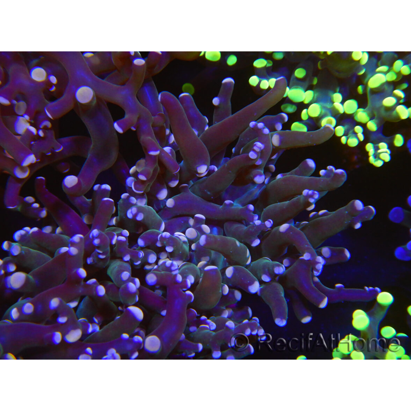 WYSIWYG Euphyllia paradivisa (Elevage Recifathome) 10A5