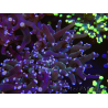 WYSIWYG Euphyllia paradivisa (Allevamento Recifathome) 10A5