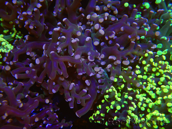 WYSIWYG Euphyllia paradivisa (Elevage Recifathome) 23C3