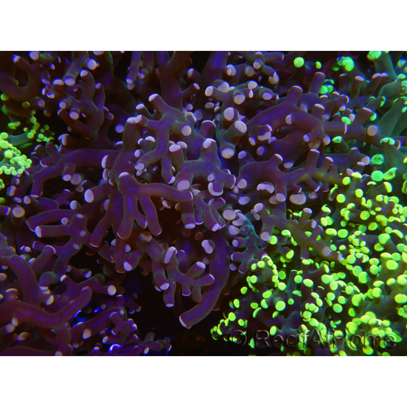 WYSIWYG Euphyllia paradivisa (Elevage Recifathome) 23C3