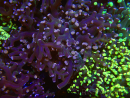 WYSIWYG Euphyllia paradivisa (Zucht Recifathome) 10A5