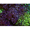 WYSIWYG Euphyllia paradivisa (Elevage Recifathome) 10A5