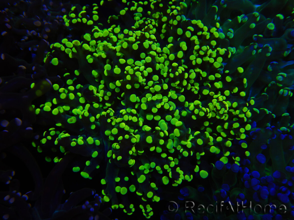 WYSIWYG Euphyllia paradivisa (Zucht Recifathome) 10A5