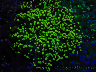 WYSIWYG Euphyllia paradivisa (Allevamento Recifathome) 10A5