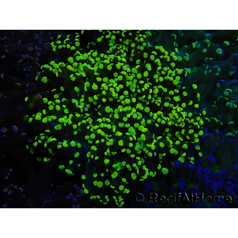 WYSIWYG Euphyllia paradivisa (Zucht Recifathome) 10A5