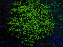 WYSIWYG Euphyllia paradivisa (Zucht Recifathome) 10A5