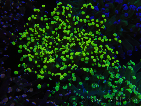 WYSIWYG Euphyllia paradivisa (Elevage Recifathome) 10A5