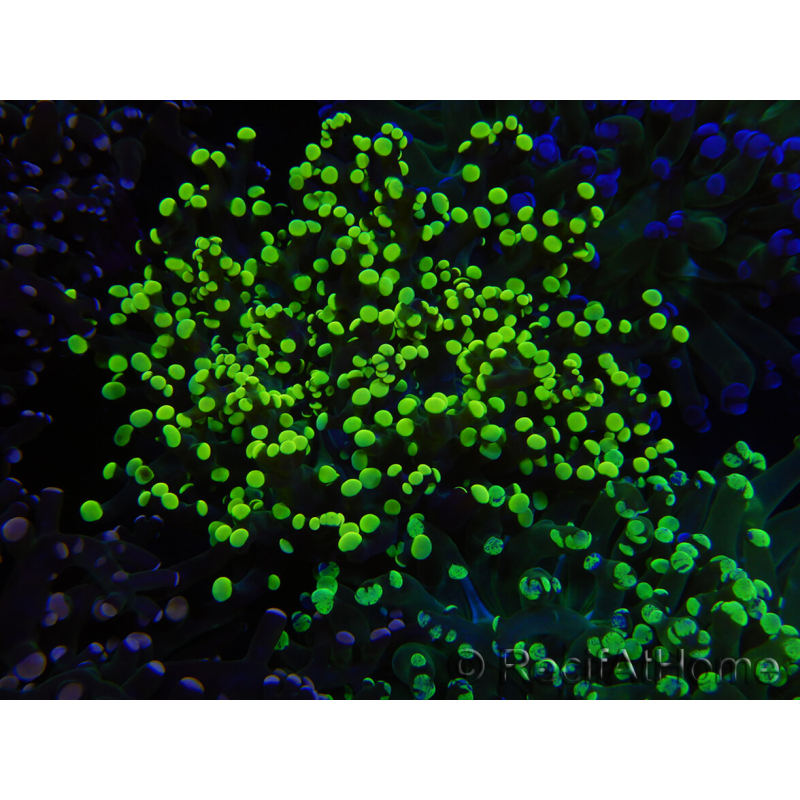 WYSIWYG Euphyllia paradivisa (Cría Recifathome) 10A5