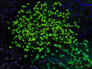 WYSIWYG Euphyllia paradivisa (Elevage Recifathome) 10A5