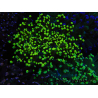 WYSIWYG Euphyllia paradivisa (Elevage Recifathome) 10A5