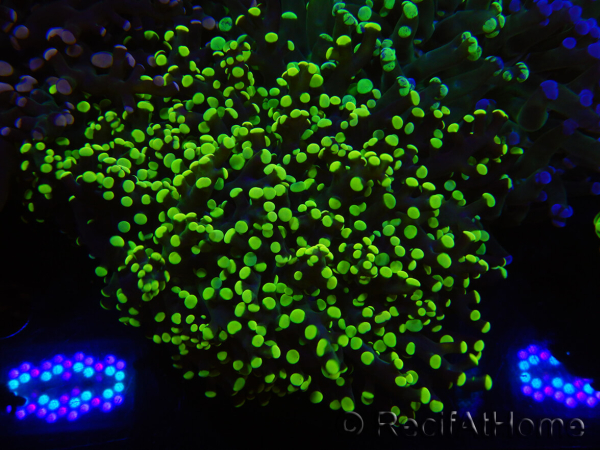 WYSIWYG Euphyllia paradivisa (Elevage Recifathome) 23C6