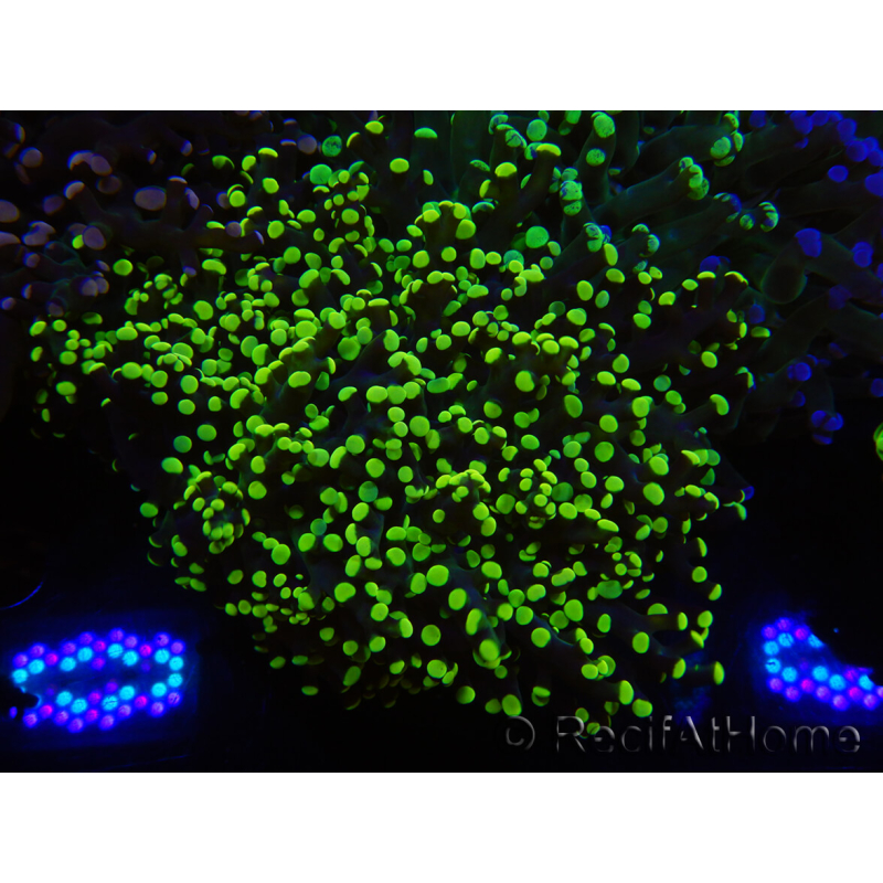 WYSIWYG Euphyllia paradivisa (Recifathome Breeding) 10A5