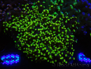 WYSIWYG Euphyllia paradivisa (Elevage Recifathome) 10A5
