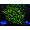 WYSIWYG Euphyllia paradivisa (Recifathome Breeding) 10A5
