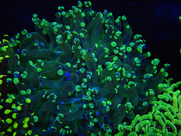 WYSIWYG Euphyllia paradivisa (Elevage Recifathome) 10A5