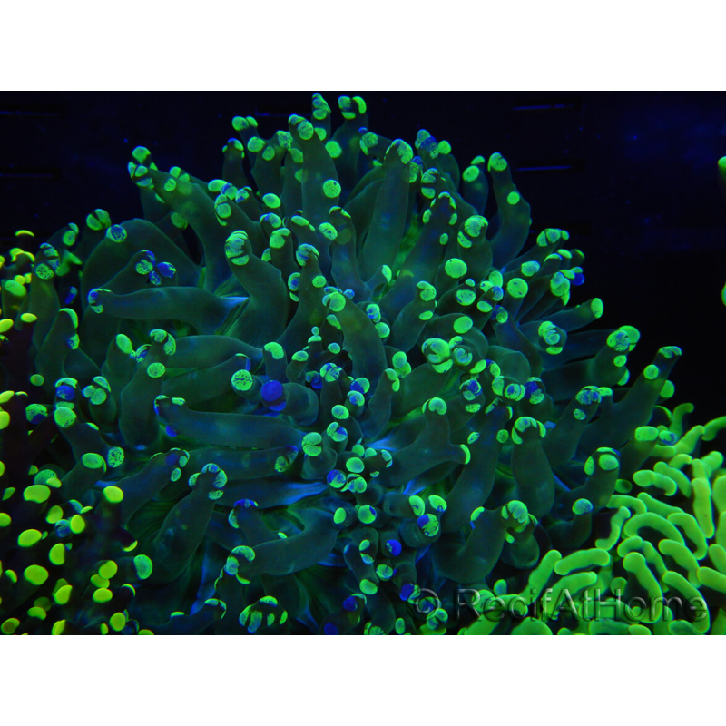 WYSIWYG Euphyllia paradivisa (Recifathome Breeding) 10A5