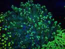 WYSIWYG Euphyllia paradivisa (Elevage Recifathome) 23D1