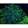 WYSIWYG Euphyllia paradivisa (Elevage Recifathome) 23D1