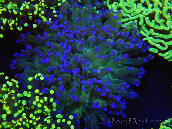 WYSIWYG Euphyllia paradivisa (Zucht Recifathome) 10A5