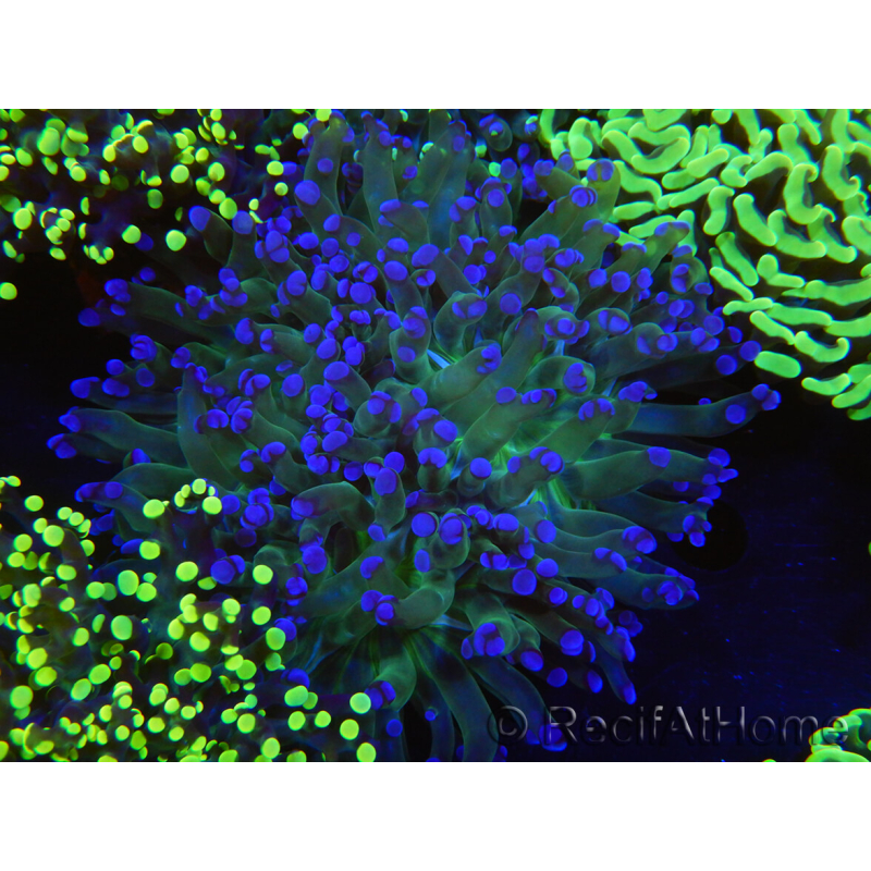 WYSIWYG Euphyllia paradivisa (Allevamento Recifathome) 10A5