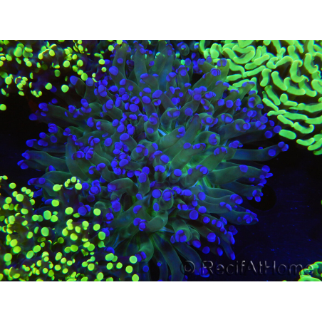 WYSIWYG Euphyllia paradivisa (Elevage Recifathome) 23D2