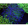 WYSIWYG Euphyllia paradivisa (Elevage Recifathome) 10A5