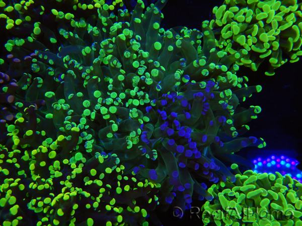 WYSIWYG Euphyllia paradivisa (Zucht Recifathome) 10A5