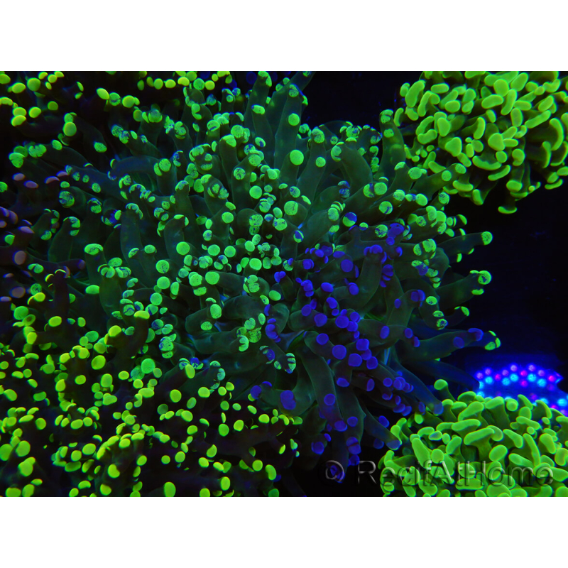 WYSIWYG Euphyllia paradivisa (Elevage Recifathome) 10A5