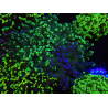 WYSIWYG Euphyllia paradivisa (Cría Recifathome) 10A5