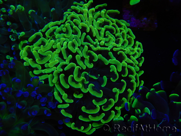 WYSIWYG Euphyllia paraancora (Allevamento Recifathome) 10A5