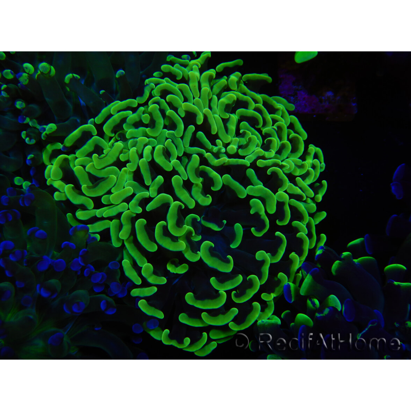 WYSIWYG Euphyllia paraancora (Elevage Recifathome) 23D4