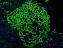 WYSIWYG Euphyllia paraancora (Allevamento Recifathome) 10A5
