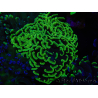 WYSIWYG Euphyllia paraancora (Elevage Recifathome) 10A5