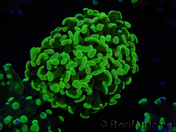 WYSIWYG Euphyllia paraancora (Elevage Recifathome) 23D5