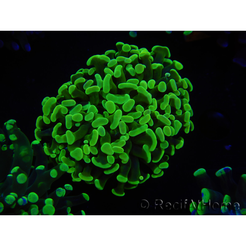WYSIWYG Euphyllia paraancora (Elevage Recifathome) 10A5