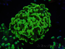 WYSIWYG Euphyllia paraancora (Allevamento Recifathome) 10A5