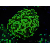 WYSIWYG Euphyllia paraancora (Zucht Recifathome) 10A5