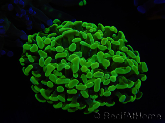WYSIWYG Euphyllia paraancora (Recifathome Breeding) 10A5