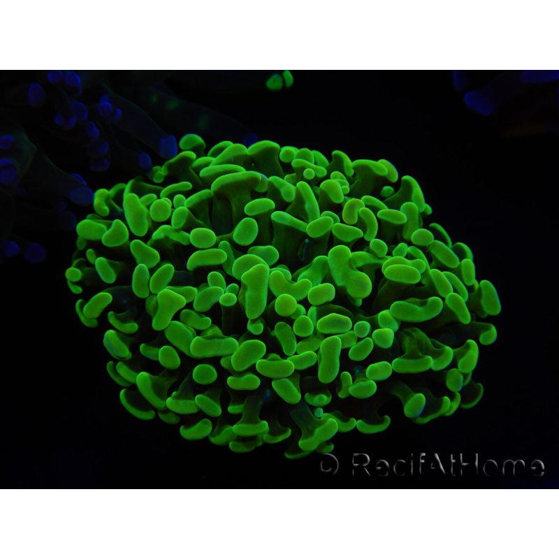 WYSIWYG Euphyllia paraancora (Allevamento Recifathome) 10A5