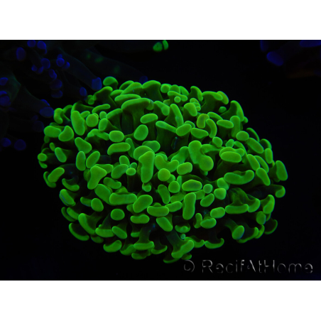 WYSIWYG Euphyllia paraancora (Elevage Recifathome) 10A5
