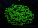 WYSIWYG Euphyllia paraancora (Zucht Recifathome) 10A5