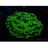WYSIWYG Euphyllia paraancora (Elevage Recifathome) 10A5