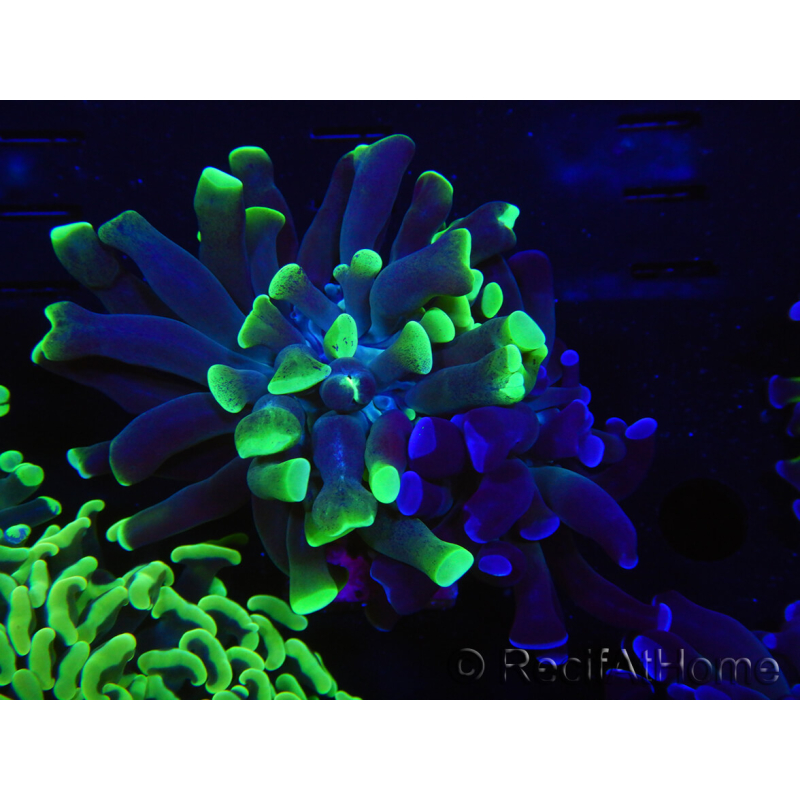 WYSIWYG Euphyllia paraancora (Elevage Recifathome) 10A5