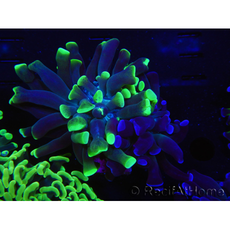 WYSIWYG Euphyllia paraancora (Recifathome Breeding) 10A5