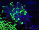 WYSIWYG Euphyllia paraancora (Elevage Recifathome) 23E1