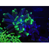 WYSIWYG Euphyllia paraancora (Zucht Recifathome) 10A5