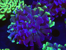 WYSIWYG Euphyllia paraancora (Elevage Recifathome) 23E2